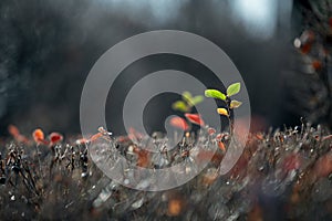 Protruding branches of a clipped shrub with green and red leaves in autumn. bokeh and blurred background