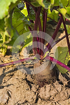 Protruding red beet root from the ground in the garden