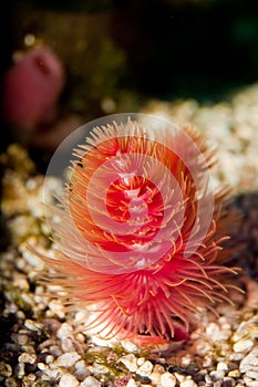 Protula Tube Worm