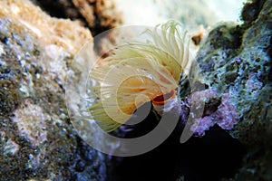 Underwater photography of Sea tubeworm -Protula tubularia photo