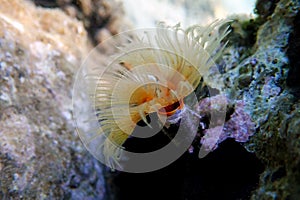 Underwater photography of Sea tubeworm -Protula tubularia photo
