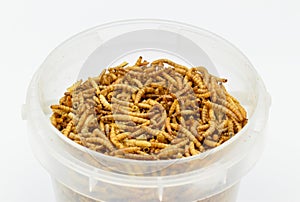 Protyn arowana fish food, dried black soilder fry larvae