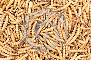 Protyn arowana fish food, dried black soilder fry larvae