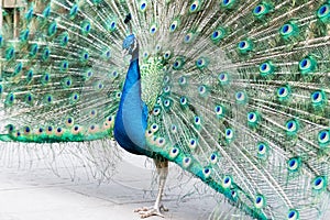 Proud as a peacock