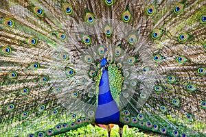 Proud as a Peacock