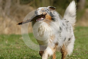 Orgulloso australiano el perro 