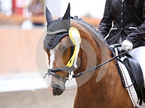 Proud badges on the winners horses on the racetrack