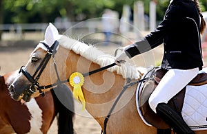 Proud badges on the winners horses on the racetrack