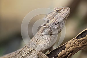 Proud Bearded Dragon