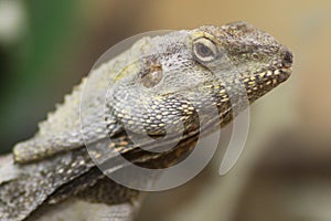Proud Bearded Dragon