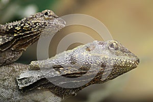 Proud Bearded Dragon