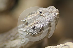Proud Bearded Dragon