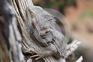 Proud Bearded Dragon