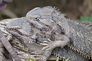 Proud Bearded Dragon