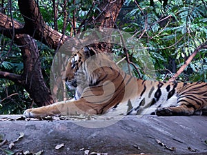 Proud Bengal Tiger.