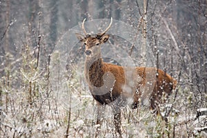 Proud Biennial Deer, Bialowieza Forest, Belarus. Autumn Wildlife Image