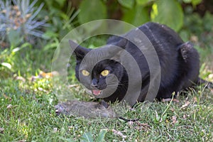 Proud black cat hunter, dead mouse in the grass, happy dark beast