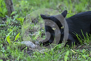 Proud black cat hunter, dead mouse in the grass, happy dark beast