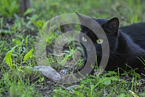 Proud black cat hunter, dead mouse in the grass, happy dark beast