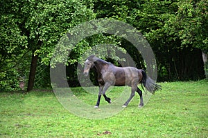 Proud black stallion run free in meadow