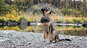 Proud Black and Tan Dog