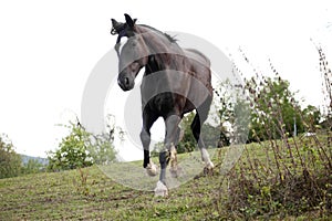 Proud black warmblood stallion run free in meadow