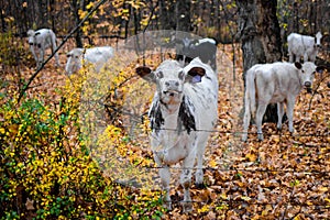 Proud Black and White Cow in Fall