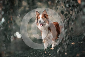 Proud border collie dog photo