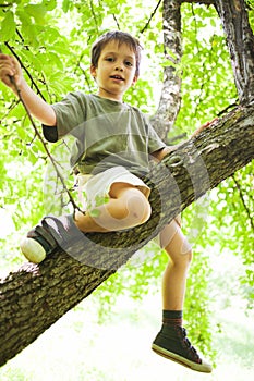 Proud boy climbed in tree photo