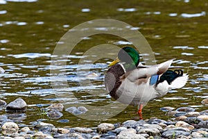 Proud, bright colored mallard duck standing in river surrounded by river rock