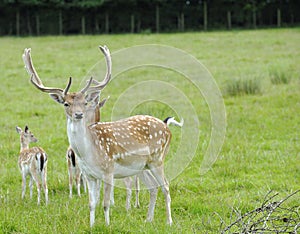 Proud Buck Fallow Deer