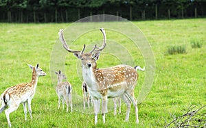 Proud Buck Fallow Deer