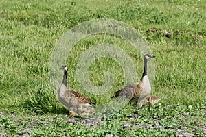 Proud Canadian geese parents with young goslings in tall grass