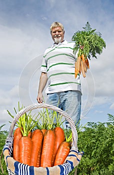 Proud carrot farmer picking fresh carrots