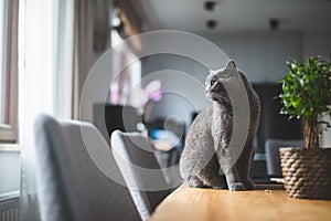 Proud cat sitting on the table. British shorthair breed