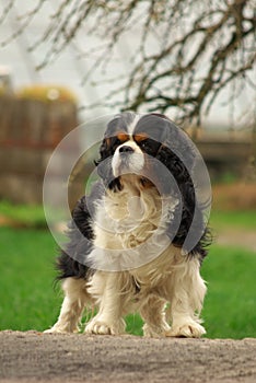 Proud Cavalier King Charles Spaniel