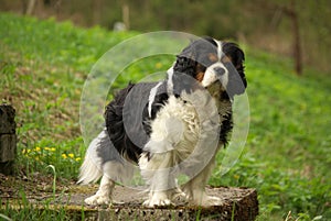 Proud Cavalier King Charles Spaniel