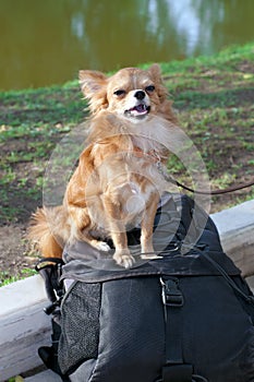 Proud chihuahua guarding backpack with camera