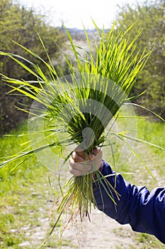 Proud child hand showing bunch of grass for earth power