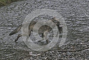 Proud Coastal Wolf with catch