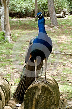 Proud and colorful peacock portrait