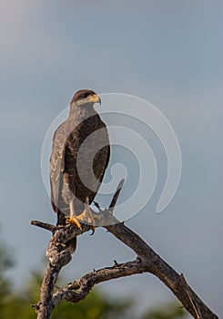 A proud Common Black Hawk on a branch