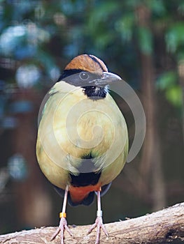 Proud confident lovely Noisy Pitta.