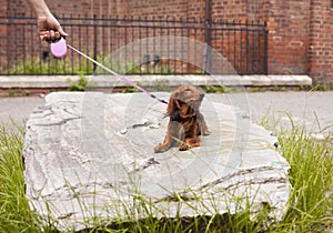 Proud dachshund lady posing with a pink leash