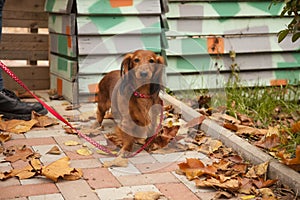 Proud dachshund stepping on the leash expressing when and where she wants to go