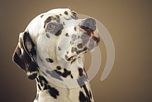 Proud dalmatian, portrait