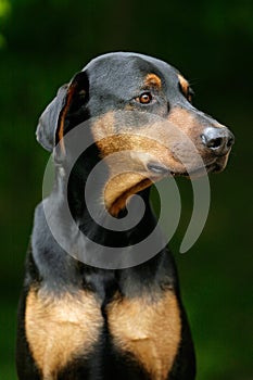 Proud Doberman