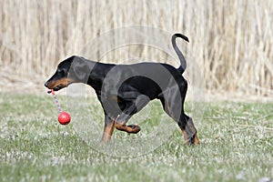 Proud Doberman puppy