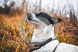 Proud dog in atmospheric field, portrait of basenji