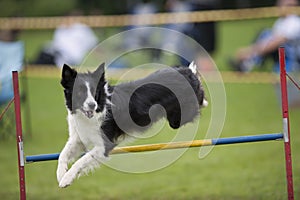 Proud dog jumping over agility hurdle